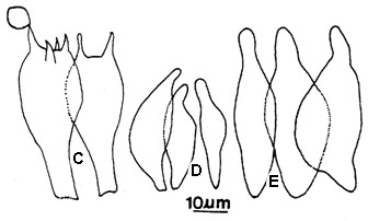 Strobilomyces seminudus. A. Basidiomes. B. Scanning electron micrograph of basidiospore. C. Basidia; D. Pleurocystidia; E. Cheilocystidia. 