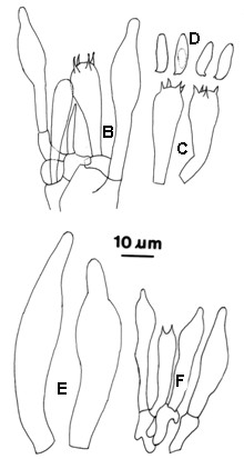 Tylopilus alboater. A. Basidiomes. B. Hymenium; C. Basidia; D. Basidiospores; E. Pleuro-cystidia; F. Cheilocystidium. 