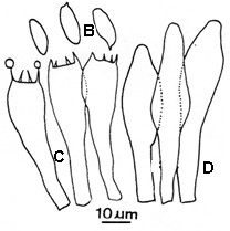 Xanthoconium affine. A. Basidiome. B. Basidiospores; C. Basidia; D. Pleurocystidia. 