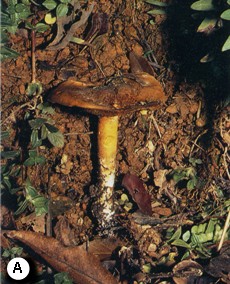 Xerocomus pulverulentus. A. Basidiome. B. Basidiospores; C. Basidia; D. Pleurocystidia. 