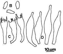 Xerocomus pulverulentus. A. Basidiome. B. Basidiospores; C. Basidia; D. Pleurocystidia. 
