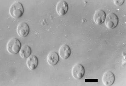 Morphology of Cryptococcus laurentii (BCRC 22249) grown in glucose-yeast extract-peptone broth for 3 days at 25°C. Bar = 5 µm, photographs by light microscope. 