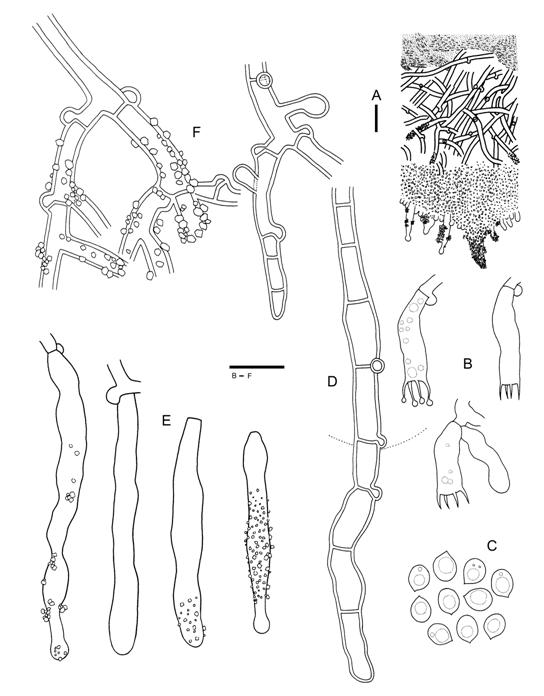 Hyphodontia alba (Wu 890519-19). A. Basidiocarp section. B. Basidia. C. Basidiospores. D. Septocystidia. E. Thin-walled cystidia. F. Subicular hyphae. Scale bars A = 20 μm, B-F = 10 μm. 