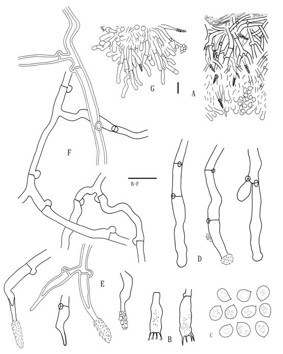 Hyphodontia arguta (Wu 880804-16). A. Basidiocarp section. B. Basidia. C. Basidiospores. D. Septocystidia. E. Lagenocystidia. F. Subicular hyphae. Scale bars = 10 μm. 