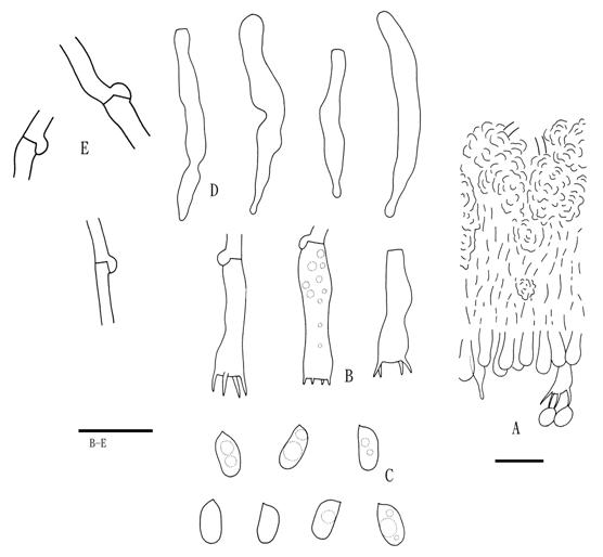 Hyphodontia crustosa (Wu 880824-50). A. Basidiocarp section. B. Basidia. C. Basidio-spores. D. Cystidia. E. Subicular hyphae. Scale bars = 10 μm. 