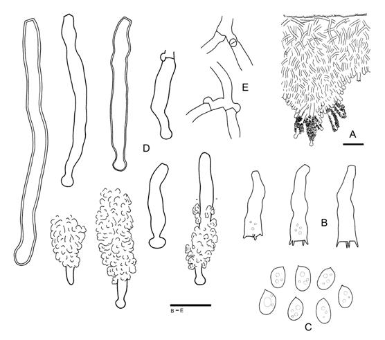 Hyphodontia fimbriata (Wu 880729-13). A. Basidiocarp section. B. Basidia. C. Basidio-spores. D. Cystidia. E. Subicular hyphae. Scale bars A = 20 μm, B-E = 10 μm. 