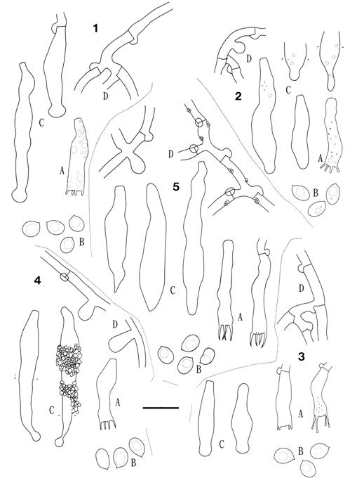 Hyphodontia sambuci (1: Wu 890127-3; 2: Wu 880819-1; 3: Wu 880404-13; 4: Wu 880726-65; 5: Wu 880501-12). A. Basidia. B. Basidiospores. C. Cystidia. D. Subicular hyphae. Scale bars = 10 μm. 