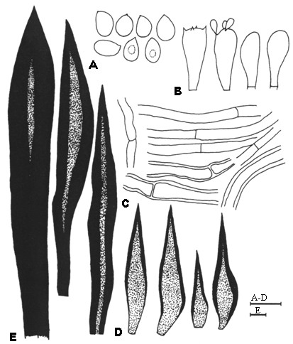 Inonotus chihshanyenus. A, Basidiospores. B, Basidia. C, Genera-tive hyphae. D, Hymenial setae. E, Setal hyphae. Bar= 10 µm. 