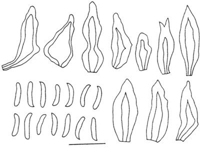 Inonotus flavidus. Basidiospores and setae. Bar= 10 µm. 