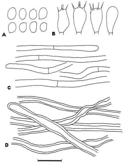 Phellinus deuteroprunicola. A, Basidiospores. B, Basidia. C, Generative hy-phae. D, Skeletal hyphae. Bar=10 µm. 