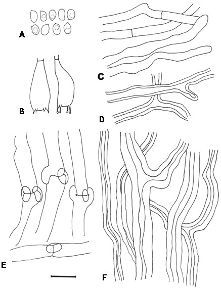 Amylosporus campbellii. A, Basidiospores. B, Basidia. C & E, Generative hy-phae. D & F, Skeletal hyphae. Bar= 10 µm. 