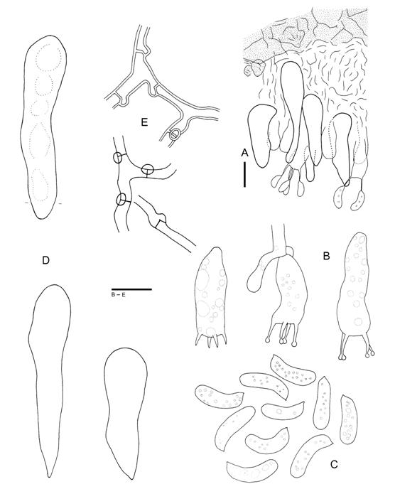 Hyphoderma allantosporum (Wu 880610-2). A. Basidiocarp section. B. Basidia. C. Basidiospores. D. Cystidia. E. Subicular hyphae. Scale bars = 10 μm. 