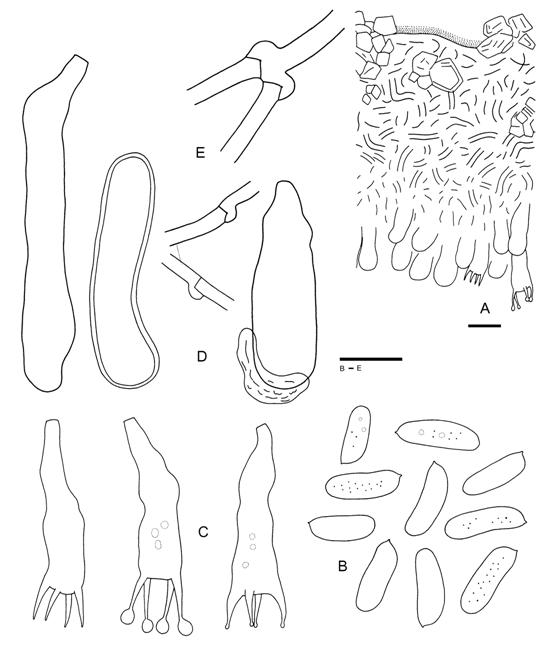 Hyphoderma litschaueri (Wu 880729-36). A. Bsidiocarp section. B. Basidia. C. Basidiospores. D. Cystidia. E. Subicular hyphae. Scale bars A = 20 μm, B-E = 10 μm. 
