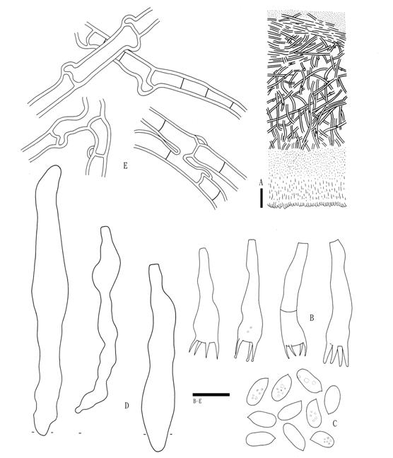 Hyphoderma malenconii (Wu 880825-53). A. Basidiocarp section. B. Basidia. C. Basidio-spores. D. Cystidia. E. Subhymenial hyphae. Scale bars A = 20 μm, B-E = 10 μm. 