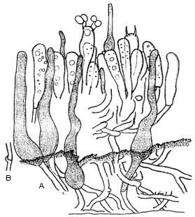 Hyphoderma praetermissum (P. Karst.) J. Erikss. et Strid A. Longitudinal section of basidiocarp showing the gloeocystidia, leptocystidia and the hymenium, ×604. B. Hypha, ×604. All figs. based on No. 3156. 