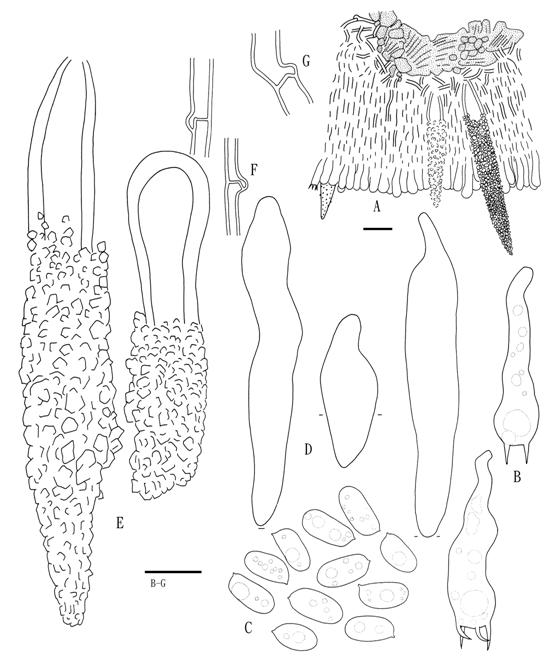 Hyphoderma puberum (Wu 880718-35). A. Basidiocarp section. B. Basidia. C. Basidiospores. D. Leptocystidia. E. Lamprocystidia. F. Subhymenial hyphae. G. Subicular hyphae. Scale bars A = 20 μm, B-G = 10 μm. 