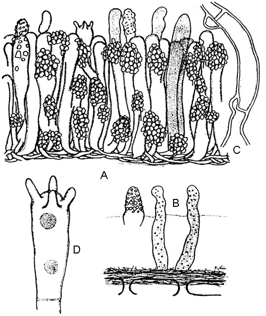 Hyphoderma variolosum Boidin, Lanq. et Gilles A. Longitudinal section of basidiocarp showing the reduced basal context and indistinctive intermediate context which is almost occupied by the numerous erect gloeocystidia and encrusted cystidia, ×784. B. Longitudinal section of basidiocarp showing the protruding cystidium and gloeocystidia and the basal layer of the context most of which is penetrated in the cell wall of the substrata, ×784. C. Hypha with clamp connections, ×2016. D. Basidium, ×2016. All figs. based on No. 3649. 