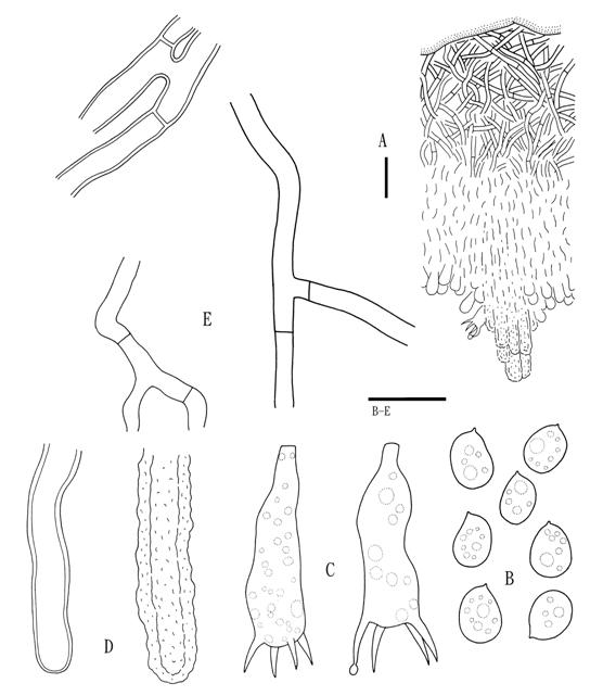 Hyphodermella corrugata (Wu 890714-22). A. Basidiocarp section. B. Basidio-spores. C. Basidia. D. Projecting encrusted hyphae from aculeal center. E. Subicular hyphae. Scale bars A = 20 μm, B-E = 10 μm. 