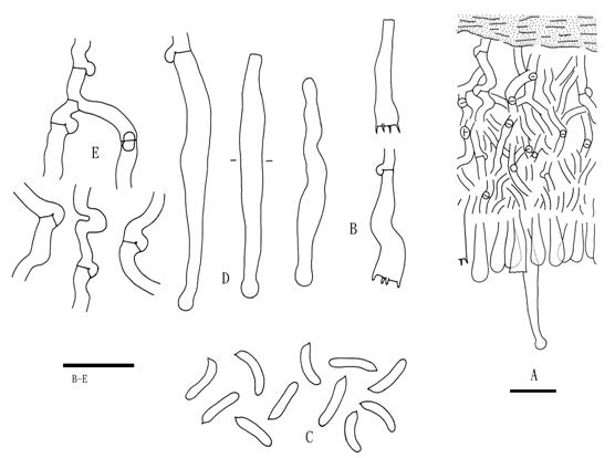 Jacksonomyces pseudocretaceus (Wu 880417-7). A. Basidiocarp section. B. Basidia. C. Basidiospores. D. Cystidia. E. Subicular hyphae. Scale bars = 10 μm. 