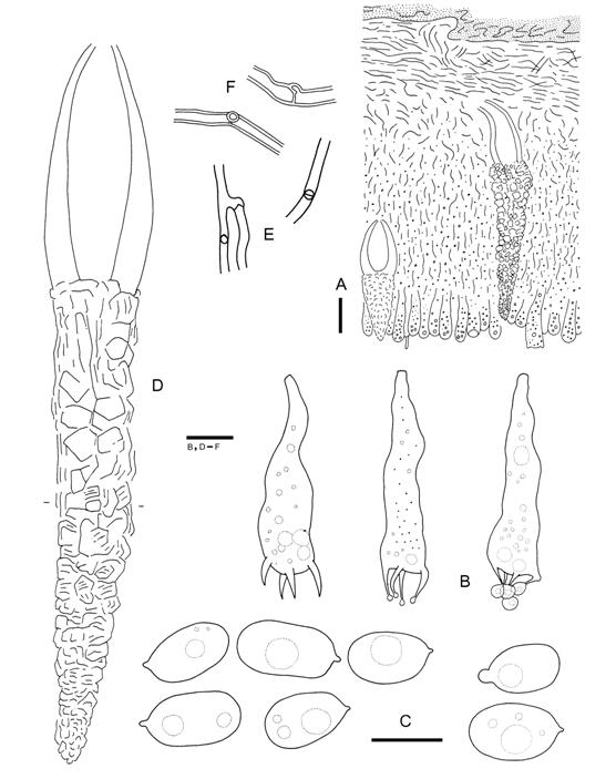 Lopharia ayresii (Wu 880417-16). A. Basidiocarp section. B. Basidia. C. Basidiospores. D. Cystidia. E. Subhymenial hyphae. F. Subicular hyphae. Scale bars A = 20 µm, B-F = 10 µm. 