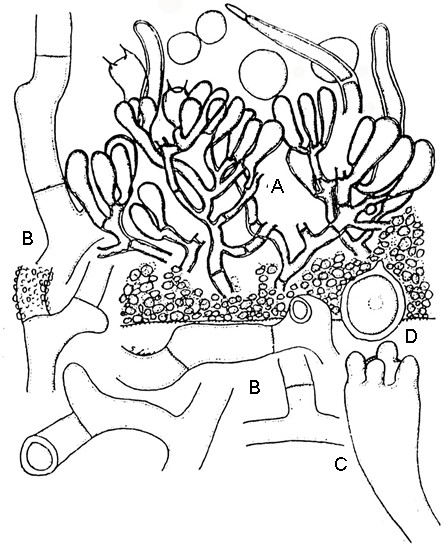Phanerochaete commixtoides Lin et Chen A. Longitudinal section of basidiocarp showing the conglutinized basal context, cymose arrangement of basidia and paraphyses arising from the fertile erect hyphae, leptocystidia and basidiospores, ×980. B. Hyphae of the upper context smooth or encrusted, ×2520. C. Basidium, ×2520. D. Basidiospore with moderate thick wall, ×2520. All figs. based on holotype, No. 3644. 