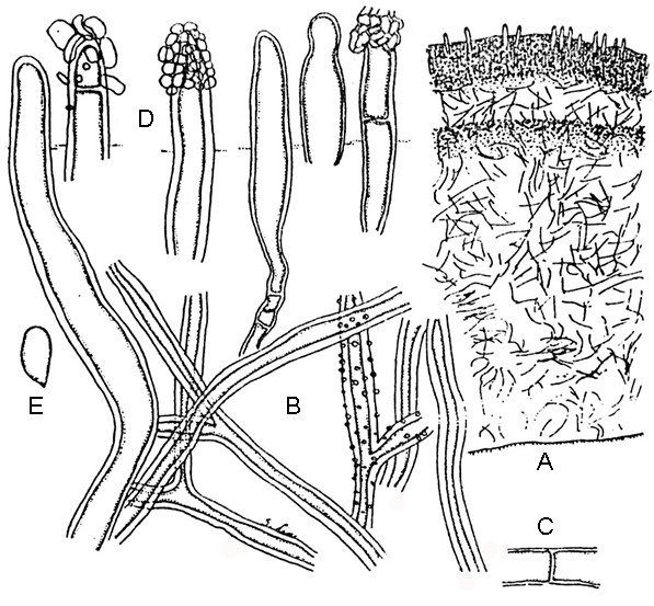 Phanerochaete sordida (P. Karst.) J. Erikss. et Ryvarden A. Longitudinal section of basidiocarp showing the stratification, the basal context consisting of very loosely interwoven hyphae and the cystidia distributed on the hymenium, ×89. B. Encrusted or smooth branched thick-walled hyphae appearing in context, ×840. C. Smooth thin-walled hyphae appearing in hymenium, ×2160. D. Encrusted cystidia project-ing from hymenium, ×2160. E. Basidiospore, ×2160. All figs. based on No. 4306. 