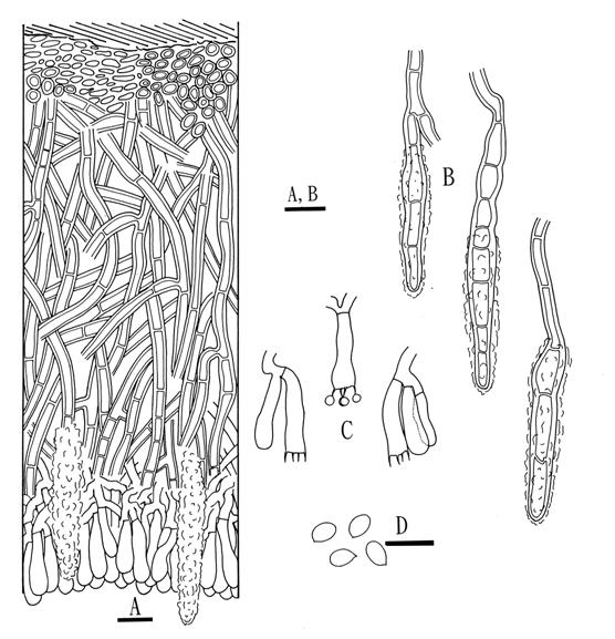 Phanerochaete fulva (holotype). A. Basidiocarp section. B. Lamprocystidia. C. Basidia. D. Basidiospores. Scale bars = 10 μm. 