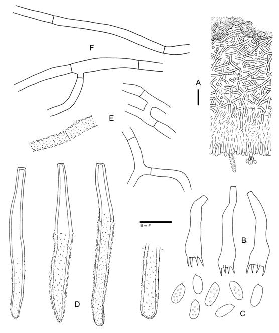 Phanerochaete leptoderma (Wu 880405-13). A. Basidiocarp section. B. Basidia. C. Basidiospores. D. Cystidia. E. Subhymenial hyphae. F. Subicular hyphae. Scale bars A = 20 μm, B-F = 10 μm. 
