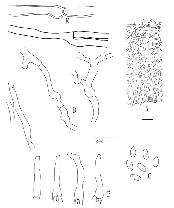 Phanerochaete lutea (Wu 880417-5). A. Basidiocarp section. B. Basidia. C. Basidiospores. D. Hyphae from medullary layer. E. Hyphae from basal layer. Scale bars A = 20 μm, B-E = 10 μm. 