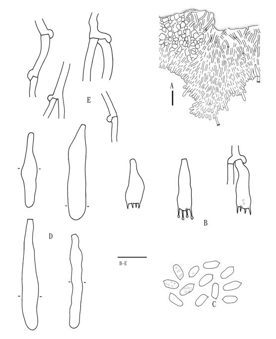 Phlebia odontoidea (Wu 880820-6). A. Basidiocarp section. B. Basidia. C. Basidiospores. D. Cystidia. E. Subicular hyphae. Scale bars A = 20 μm, B-E = 10 μm. 