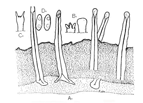 Tubulicrinis gracillimus (Ellis et Everh. ex D.P. Rogers et H.S. Jacks.) G. Cunn. A. Longitudinal section of basidiocarp showing the cystidia arising from the basal context, through the intermediate context and hymenial layer, and then protruding, ×784. B-C. Paraphysis and basidia, ×2016. D. Basidiospores, ×2016. All figs. based on No.3502. 