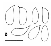 Antrodia cinnamomea. A, Basidia. B, Basidiospores. C, Generative hyphae. D, Skeletal hyphae. Bar= 5 μm. 