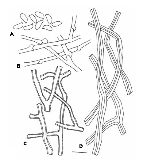 Deadalea guercina. A, Basidiospores. B, Generative hyphae. C, Binding hyphae. D, Skeletal hyphae. Bar = 10 μm. 