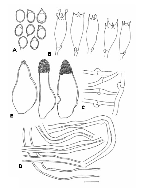 Perenniporia celtis. A, Basidiospores. B, Basidia. C, Generative hyphae. D, Skeletal hyphae. E, Cystidia. Bar= 10 μm. 