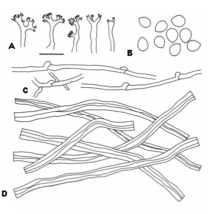 Perenniporia formosana. A, Dendrohyphidia. B, Basidiospores. C, Generative hyphae. D, Skeletal hyphae. Bar= 10 μm. 