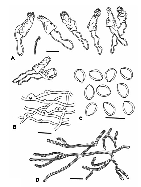 Perenniporia martius. A, Cystidia. B, Generative hyphae. C, Basidiospores. D, Skeletal hyphae. Bar= 10 μm. 