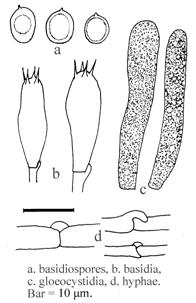 Basidiocarps of Hericium erinaceum.
 