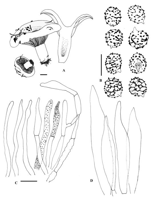 Russula delica (R89032913). A. Basidiocarps, Scale bar = 1 cm; B. Spores. C. Pileipellis. D. Cystidia. Scale bars = 10 μm for B-D. 