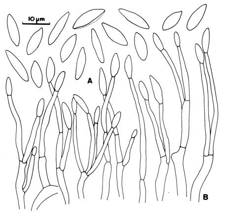Aschersonia suzukii. A. Conidia. B. Conidiophores and conidiogenous cells. C. Vertical section through stroma showing pycnidium. 