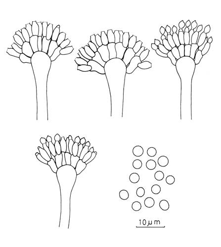 Aspergillus caespitosus. Aspergilla and conidia. 