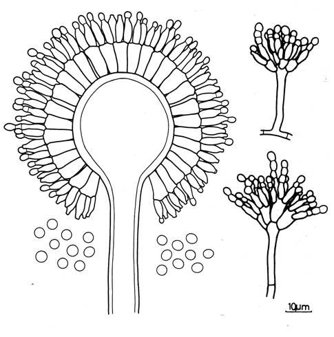 Aspergillus candidus. Aspergillum and conidia, and 2 diminutive aspergilla. 