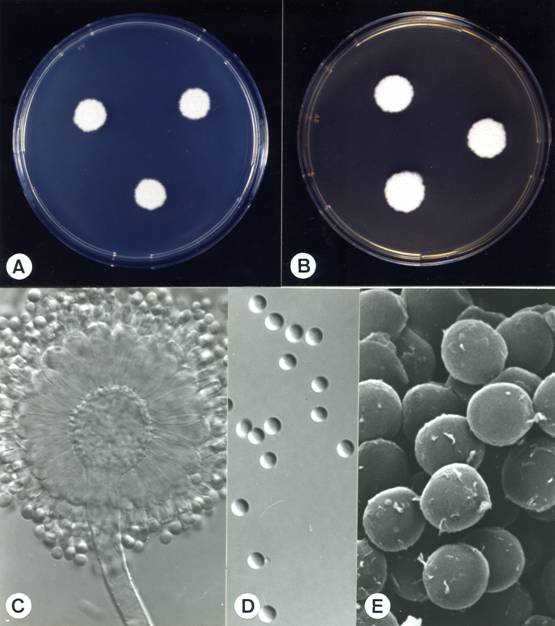 Aspergillus candidus. A. colonies on CZ, 14 days, at 25°C; B. colonies on MEA, 14 days, at 25°C; C. aspergillum X1180; D. conidia X1605; E. conidia (SEM) X17835. 
