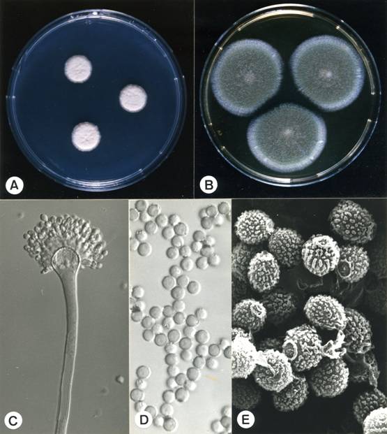 Aspergillus penicillioides. A. colonies on CZ, 21 days, at 25°C; B. colonies on M40Y, 21 days, at 25°C; C. aspergillum X705; D. conidia X1610; E. conidia (SEM) X12220. 