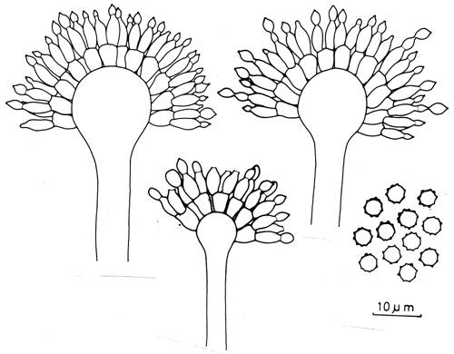 Aspergillus ustus. Aspergilla and conidia. 