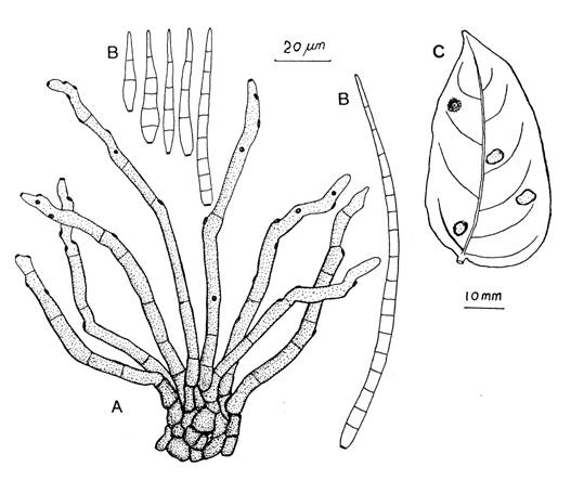 Cercospora averrhoae. A, Fascicle of conidiophores. B, Conidia. C, Leaf spots. 