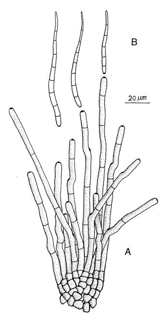 Cercospora brassicicola. A, Fascicle of conidiophores. B, Conidia. 