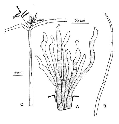 Cercospora cyperi. A, Fascicle of conidiophores. B, Conidia. C, Spots on leaf and sheath. 