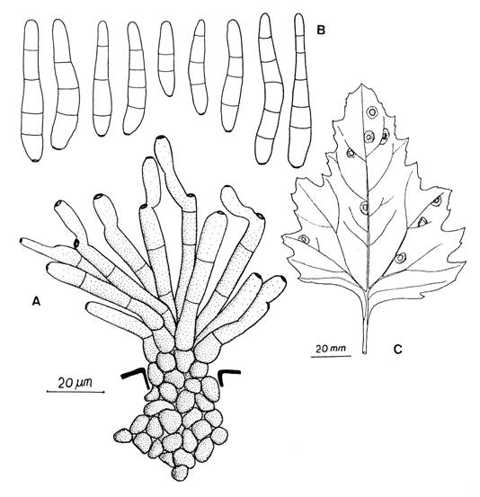 Cercospora dubia. A, Fascicle of conidiophores. B, Conidia. C, Leaf spots. 