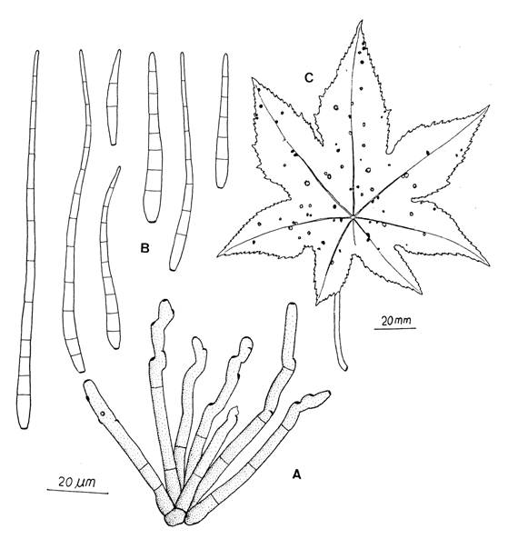 Cercospora ricinella. A, Fascicle of conidiophores. B, Conidia C, Leaf spots. 