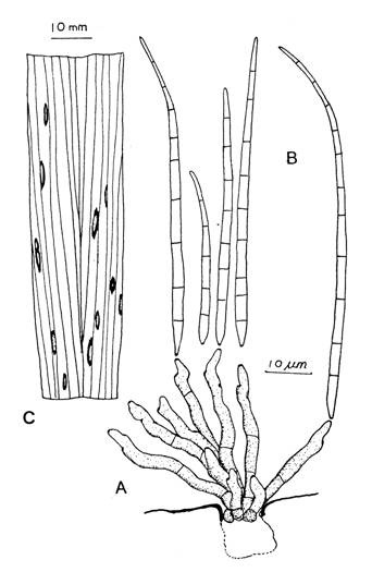 Cercospora setariae. A, Fascicle of conidiophores. B, Conidia. C, Leaf spots 